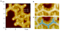 On-Surface Synthesis Guided by Supramolecular Orientation on a Au(111) Surface


